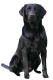 Apportierhunde - Stöberhunde - Wasserhunde