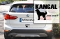 Preview: Aufkleber "Kangal ...was sonst?"