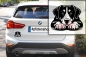 Preview: Autoaufkleber "Appenzeller Sennenhund" Kopf