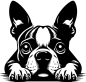 Preview: Aufkleber Boston Terrier Kopf