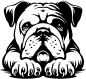 Preview: Englische Bulldogge Kopf