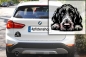 Preview: Autoaufkleber "Spinone Italiano" Kopf