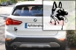 Preview: Autoaufkleber "Malinois" Kopf