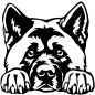 Preview: American Akita