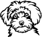 Preview: Maltipoo Kopf