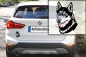 Preview: Autoaufkleber "Siberian Husky" Kopf