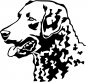 Preview: Aufkleber Chesapeake Bay Retriever Kopf