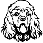 Preview: American Cocker Spaniel