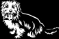 Preview: Aufkleber Norfolk Terrier