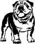 Preview: Aufkleber Englische Bulldogge