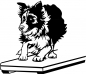 Preview: Agility Border Collie