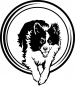 Preview: Agility Border Collie