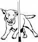 Preview: Agility Labrador