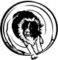 Preview: Agility Border Collie