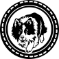 Preview: Agility Border Collie