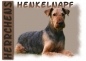 Preview: Fototasse Airedale Terrier