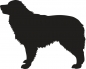 Preview: Australian Shepherd stehend Silhouette