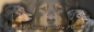 Preview: Fototasse Australian Shepherd