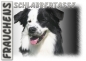 Preview: Fototasse Border Collie