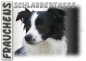 Preview: Fototasse Border Collie