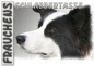 Preview: Fototasse Border Collie