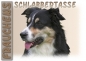 Preview: Fototasse Border Collie