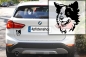 Preview: Autoaufkleber "Border Collie" Kopf