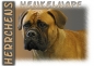 Preview: Fototasse Bullmastiff Herrchen/Frauchen