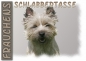 Preview: Fototasse Cairn Terrier