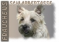 Preview: Fototasse Cairn Terrier