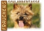 Preview: Fototasse Cairn Terrier Herrchen/Frauchen