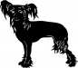 Preview: Chinese Crested Dog stehend Silhouette