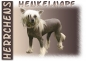 Preview: Fototasse Chinese Crested