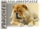 Preview: Fototasse Chow Chow