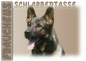 Preview: Fototasse Deutscher Schäferhund