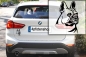Preview: Autoaufkleber "Französische Bulldogge" Kopf