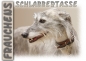 Preview: Fototasse Galgo (Spanischer Windhund) Herrchen/Frauchen