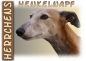 Preview: Fototasse Galgo (Spanischer Windhund) Herrchen/Frauchen