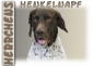 Preview: Fototasse Altdänischer Vorstehhund