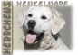 Preview: Fototasse Golden Retriever Herrchen/Frauchen