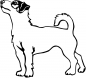 Preview: Aufkleber Jack Russell Terrier