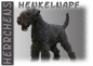 Preview: Fototasse Lakeland Terrier