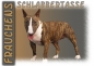 Preview: Fototasse Miniature Bullterrier