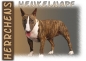 Preview: Fototasse Miniature Bullterrier Herrchen/Frauchen