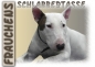 Preview: Fototasse Miniature Bullterrier