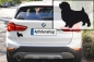 Preview: Autoaufkleber Norfolk Terrier stehend Silhouette