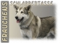 Preview: Fototasse Saarlooswolfhund