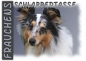 Preview: Fototasse Sheltie