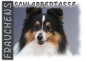 Preview: Fototasse Sheltie