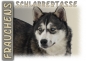 Preview: Fototasse Siberian Husky